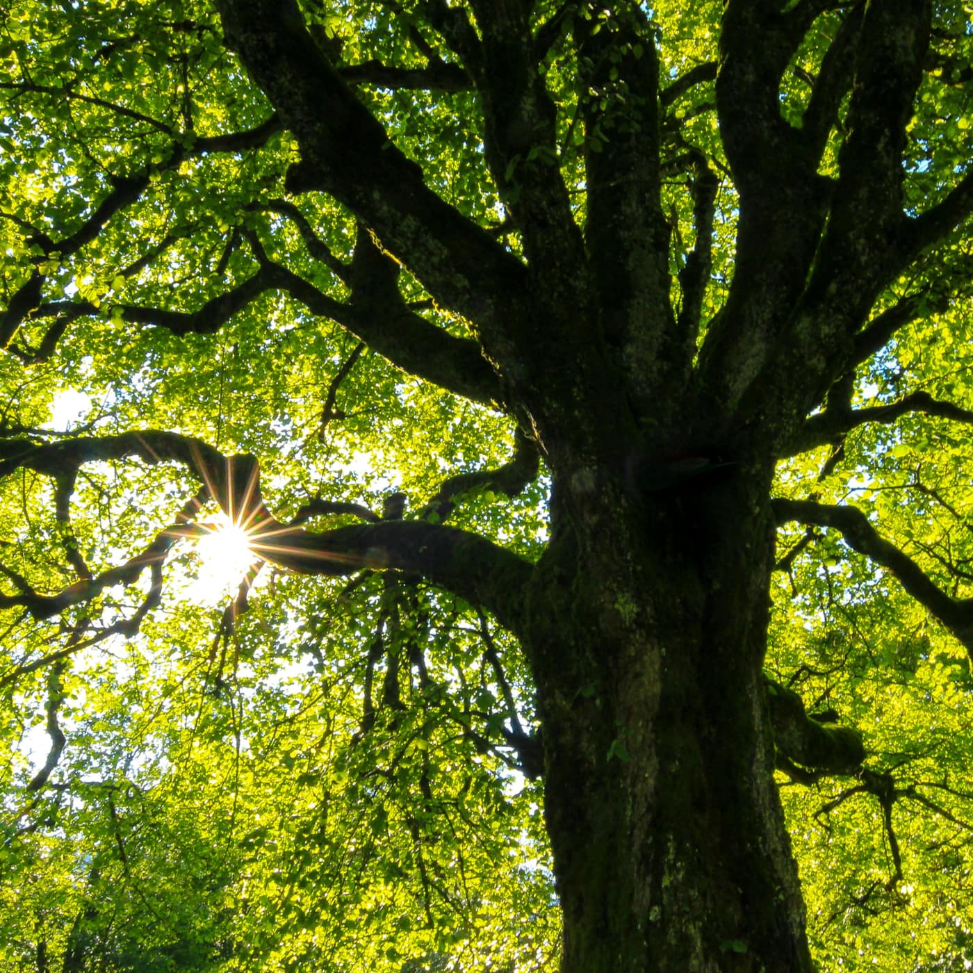 Mindfulness for Life - autumn 